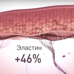 эластин